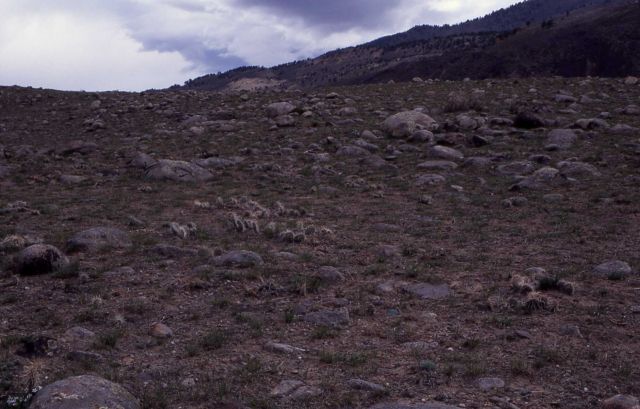 Grassland/cactus adjacent to Stephens Creek Road Picture