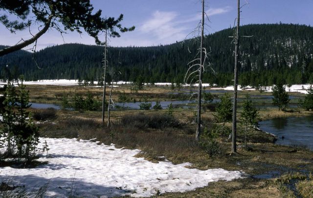 Lodgepole pine encroaching on a meadow Picture