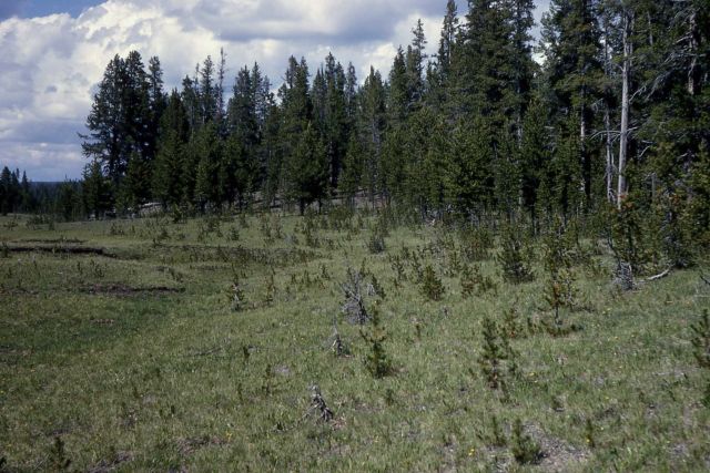 Lodgepole pine encroaching on meadow Picture