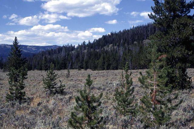 Lodgepole pine encroaching on sage Picture