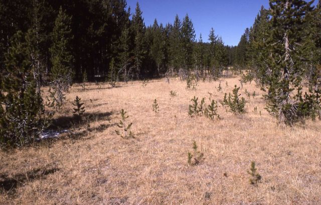 Lodgepole pine encroaching on a meadow Picture