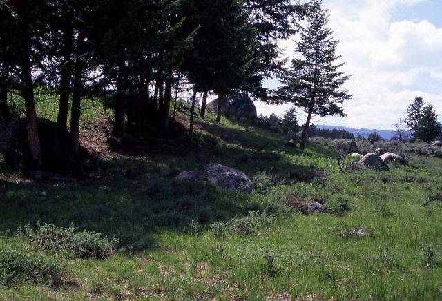 Lodgepole pines beside glacial erratics - 