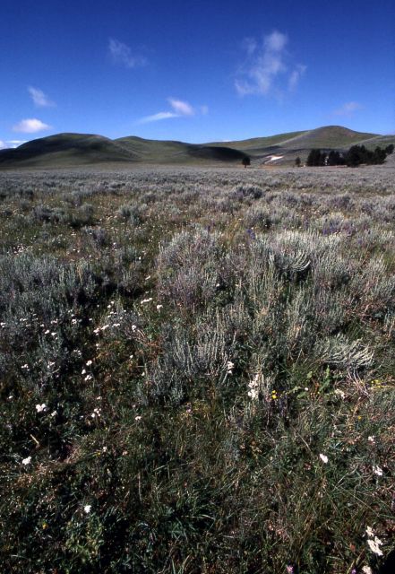 Hayden Valley meadow Picture