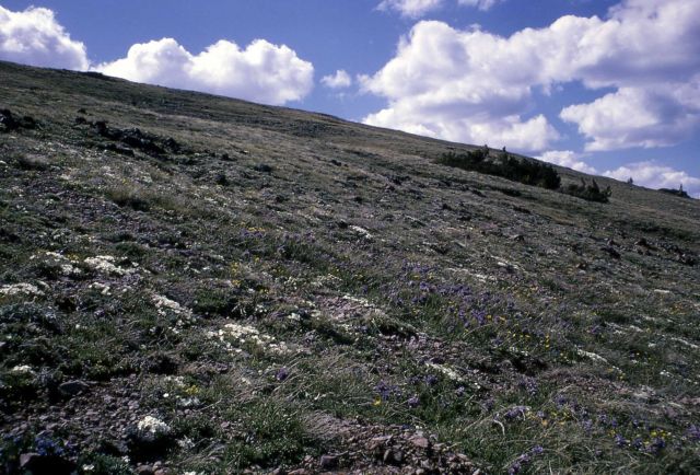 Alpine meadow on Mt Washburn Picture
