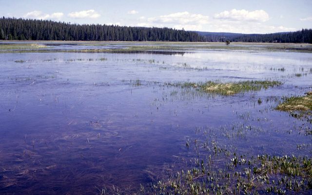 Flooded meadows along the Gibbon River Picture