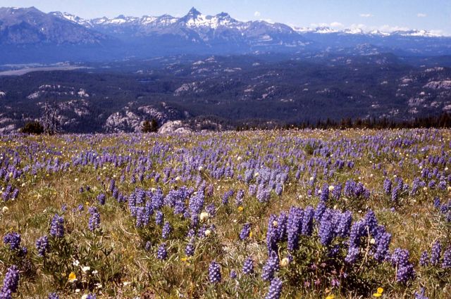 High mountain meadow with alpine flora Picture