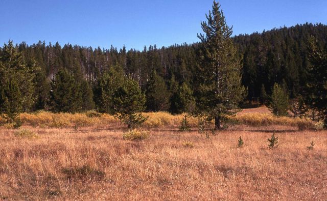 Meadow habitat, note lodgepole tree invasion Picture