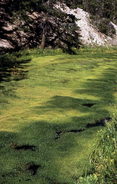 Green grass carpet (meadow) along Norris/Madison road Picture