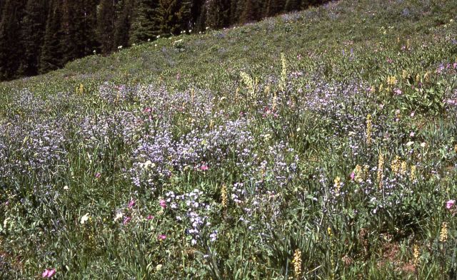 Meadow of flowers on Mt Washburn Picture