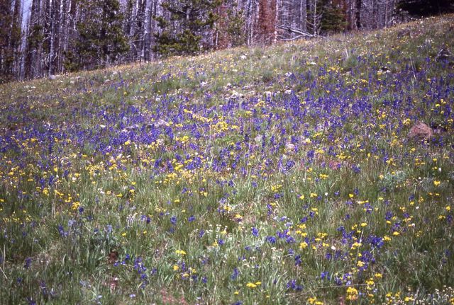 Meadow with larkspur north of Dunraven Pass Picture