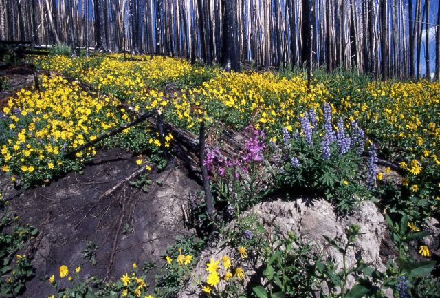 Roadside meadow near Lake Butte overlook road Picture