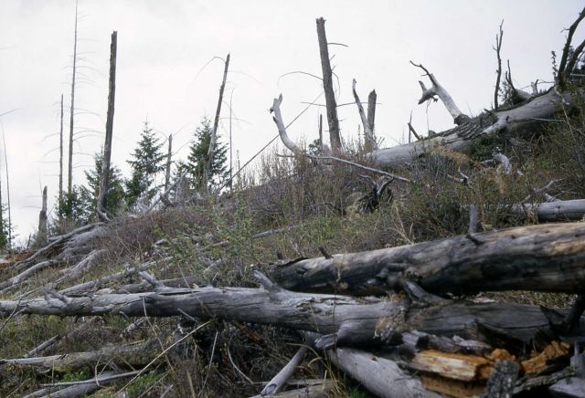 Douglas fir 10 years after budworm Picture