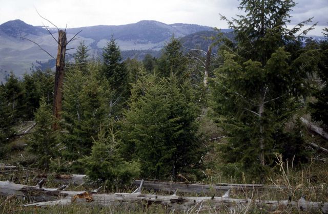 Douglas fir reproduction after budworm infestation Picture