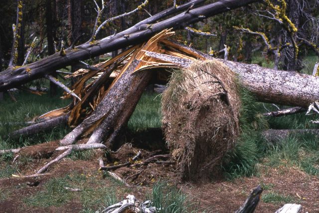 Trees toppled by the wind Picture