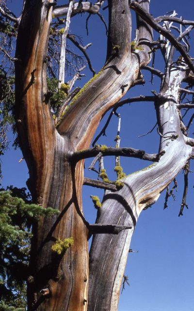 Moss on trunk & branches of dead tree Picture