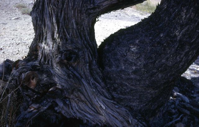 Cedar & limber pine tree trunks Picture