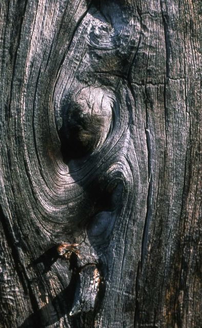 Close up of tree trunk patterns Picture