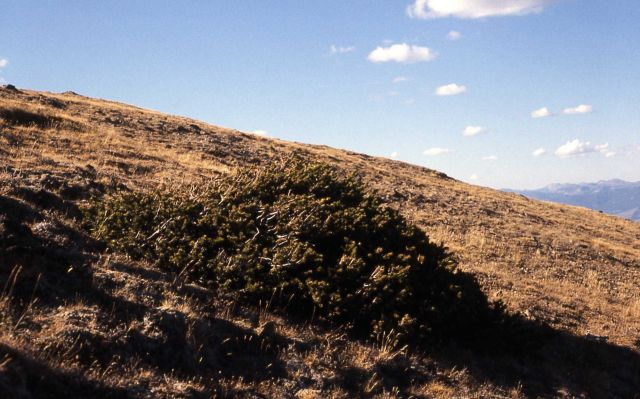 Flattened tree at timberline Picture