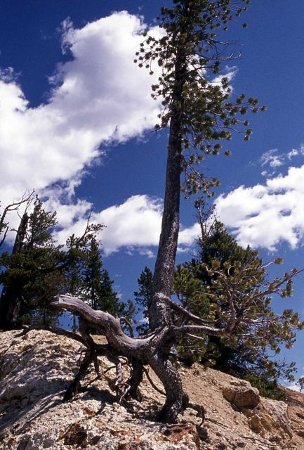 Tree Picture