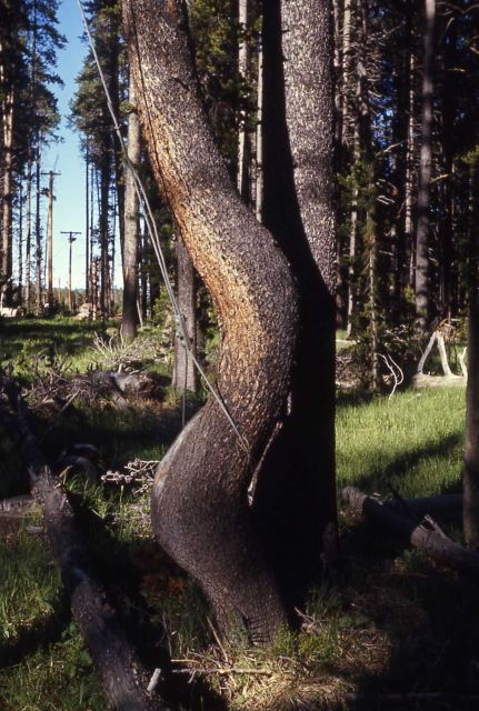 Deformed tree due to cable Picture