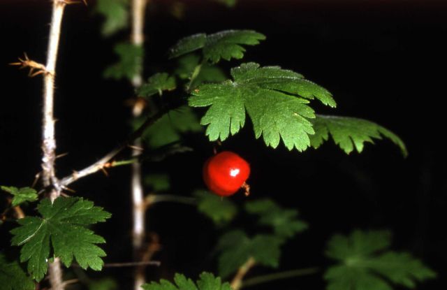 Currant Picture