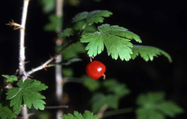 Currant Picture