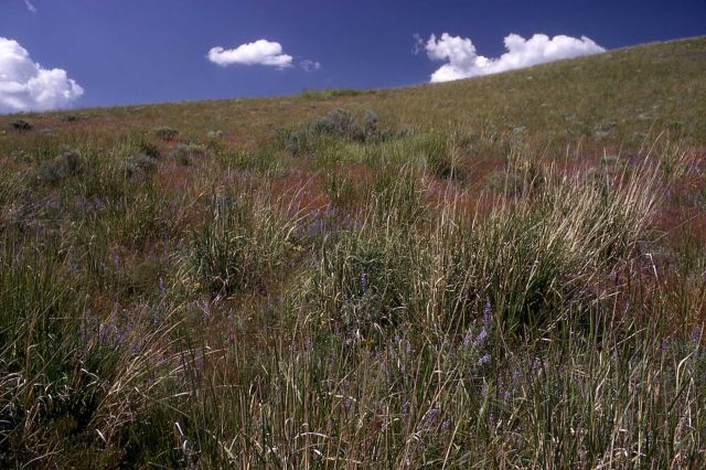 Slope before invasion of dalmation toadflax Picture