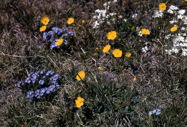 Alpine flowers Picture