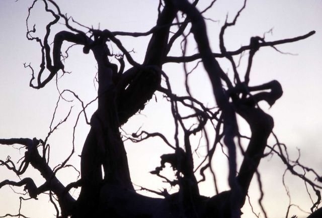 Dead tree branches Picture