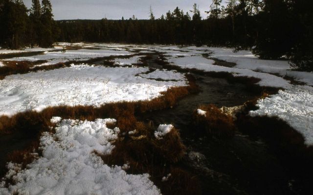 Thermally cleared grasses along Rabbit Creek Picture