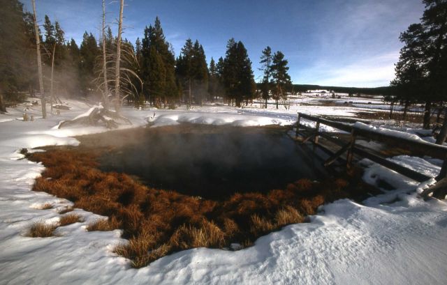 Thermally cleared grasses in the Upper Geyser Basin Picture