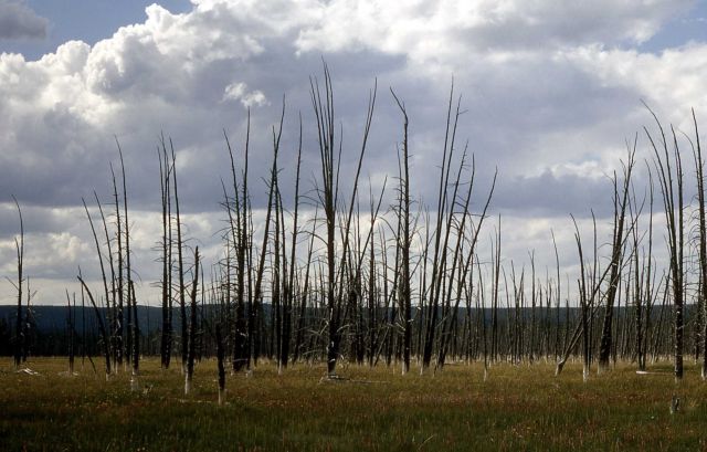 Trees killed by thermal activity, Lower Geyser Basin Picture