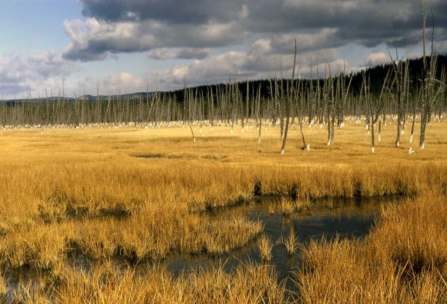 Trees killed by thermal activity Picture