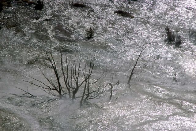 Trees engulfed in water at Main Terrace Picture
