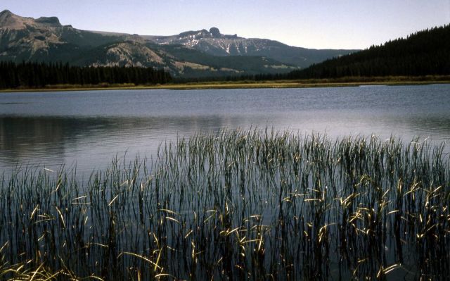 Pond succession, sedge zone Picture