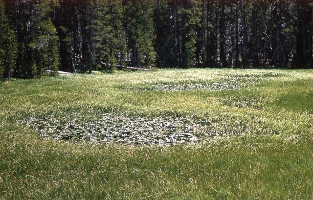 Vegetation choked pond Picture
