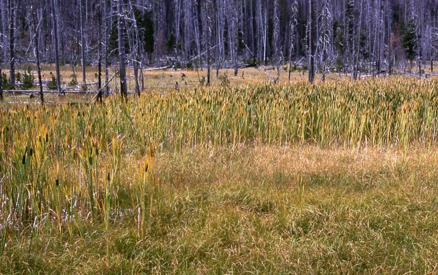 Cattails Picture