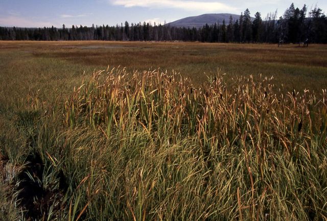 Cattails Picture