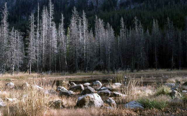 Wet area & drowned lodgepole Picture