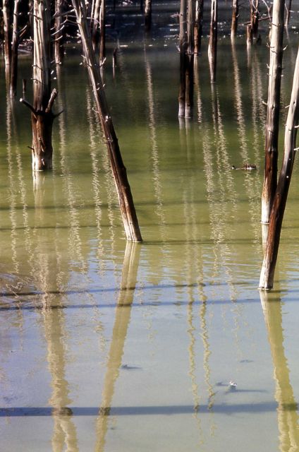 Drowned trees Picture
