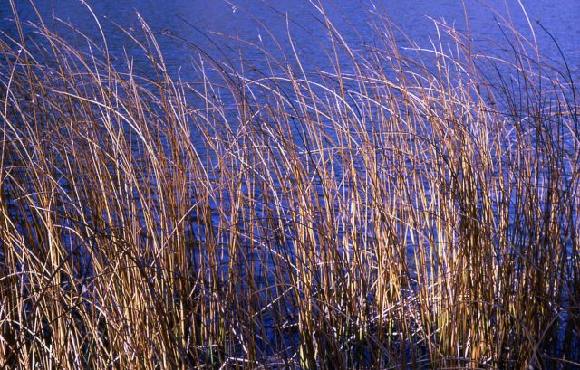 Margin of Crevice Lake Picture