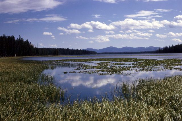 Lake habitat, Delusion Lake Picture