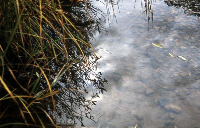 Pond habitat Picture