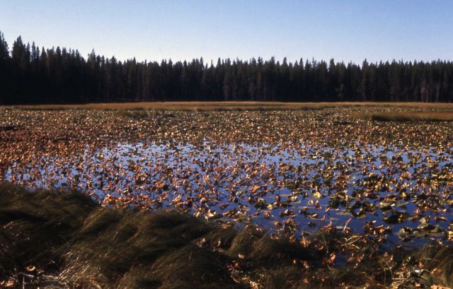 Lake habitat, Robinson Lake Picture