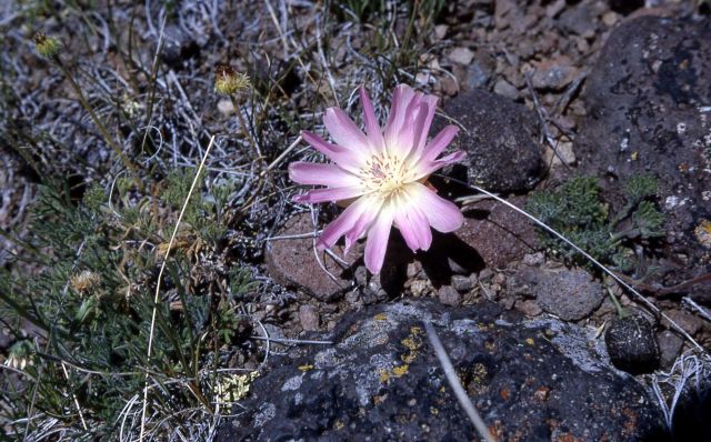 Bitterroot (Lewisia rediviva var. rediviva) Picture