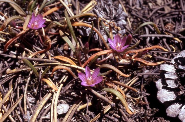 Least lewisia (Lewisia pygmaea) Picture