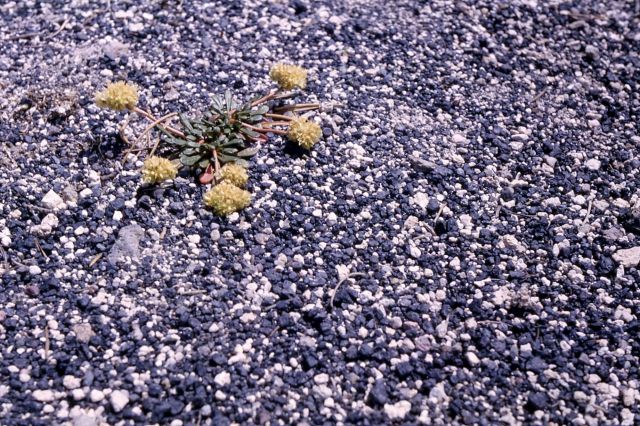 Pussypaws (Spraguea umbellata var. caudicifera) Picture