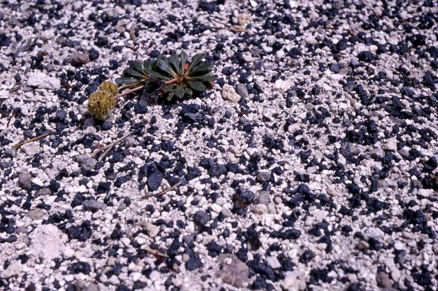 Pussypaws (Spraguea umbellata var. caudicifera) Picture