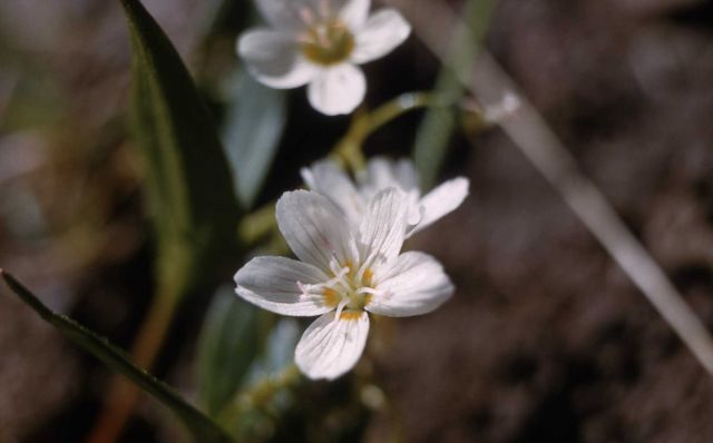 Western springbeauty (Claytonia lanceolata) Picture