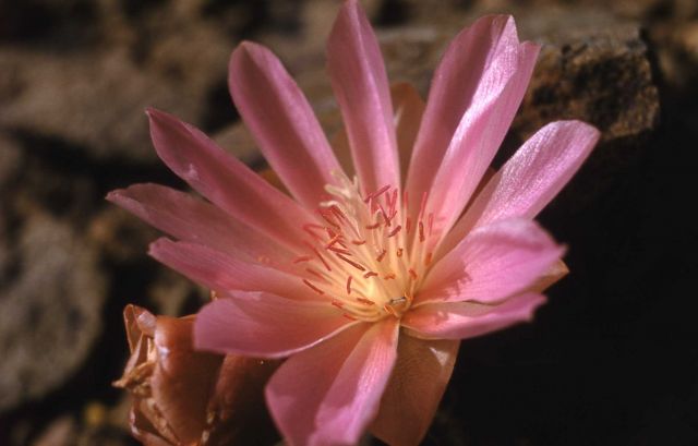 Bitterroot (Lewisia rediviva var. rediviva) Picture